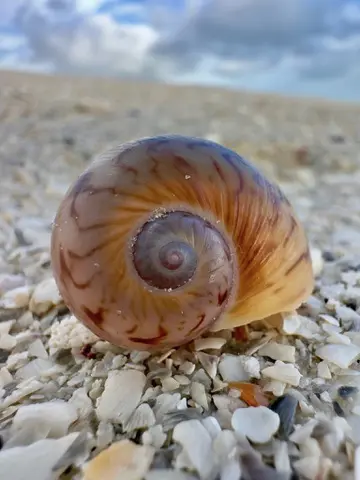 673E36C0 C465 4A28 A8E1 7F9E507C33EE 4 5005 c