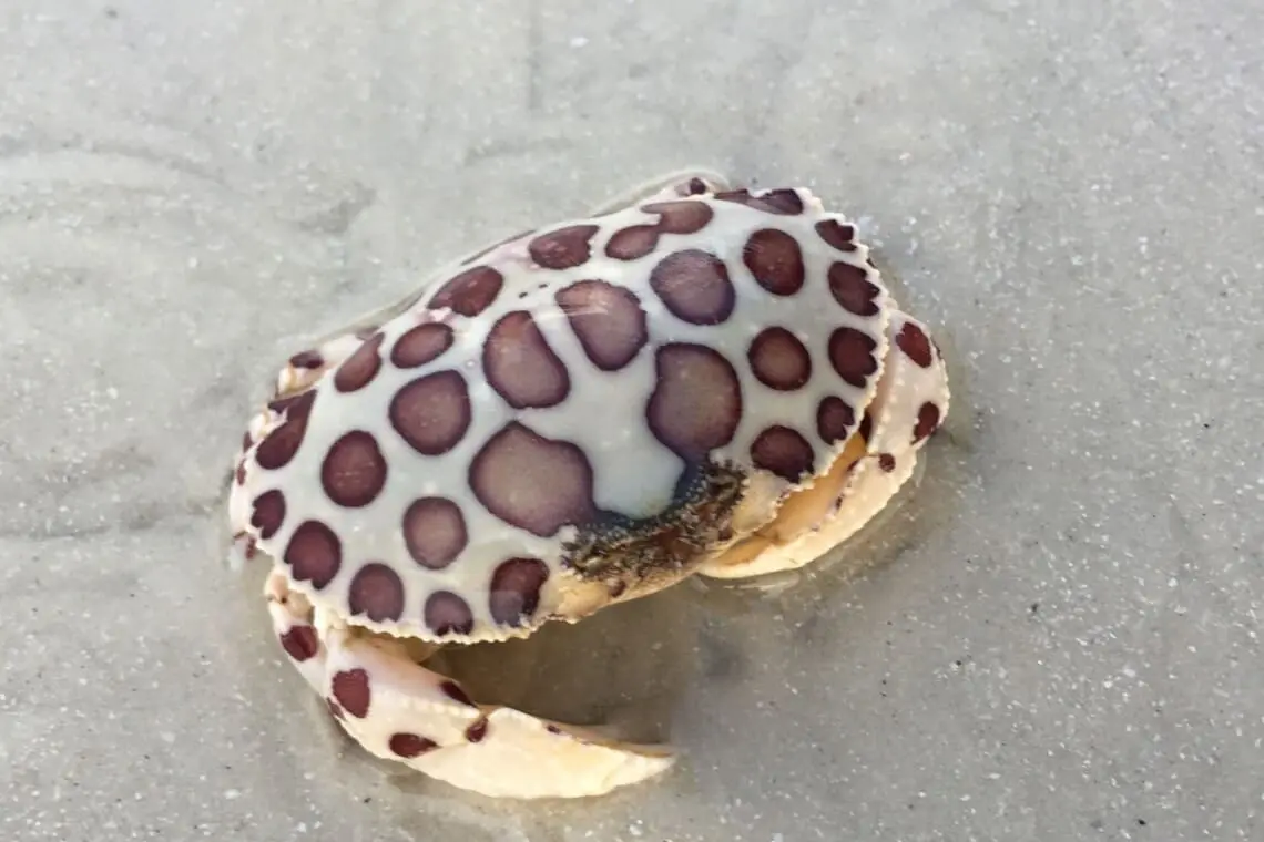 cb3503a5f8ad4ba5ab81bc99b202e995 LargeOriginal.jpg