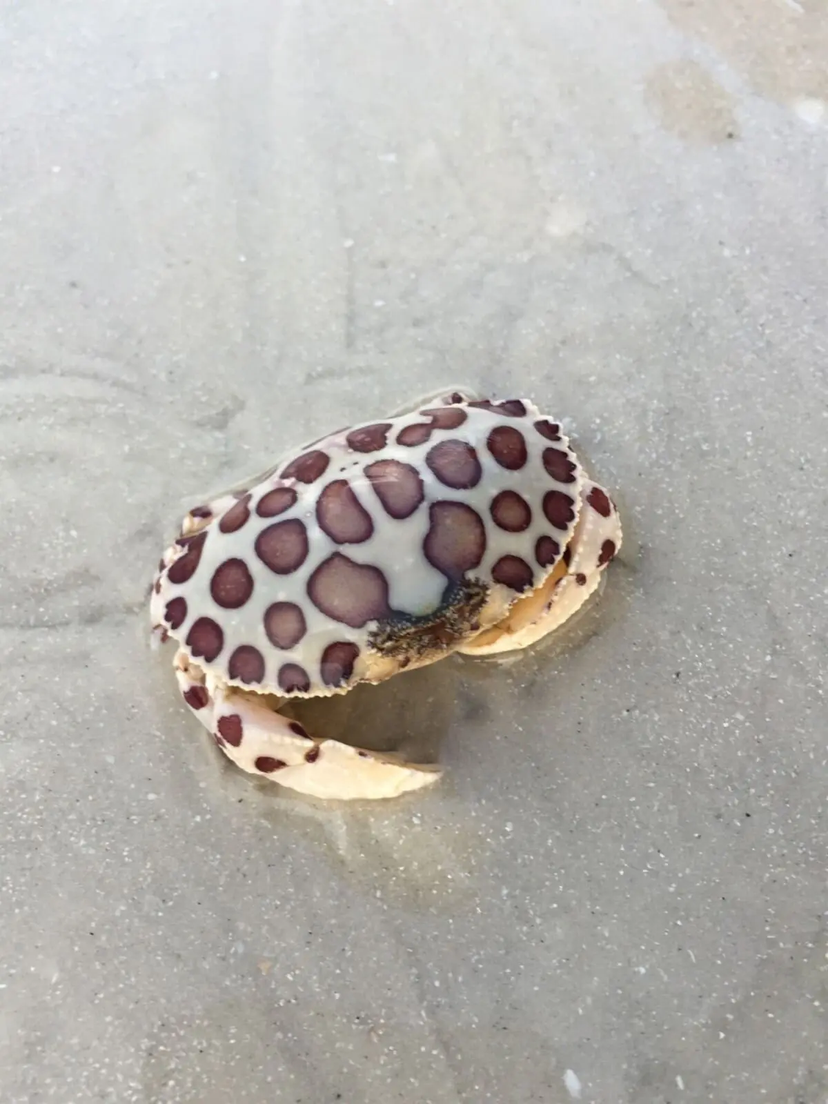 cb3503a5f8ad4ba5ab81bc99b202e995 LargeOriginal.jpg